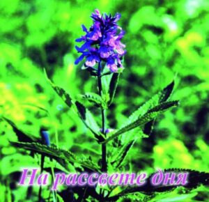 На рассвете дня. Cd диск. 33 песен и стихов в исполнении детей